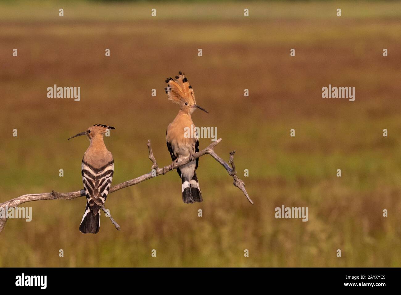 Zwei eurasische Hoopos, Upupa-Epops, die in einem alten Baum sitzen, Kiskunsági Nemzeti Nationalpark, Ungarn Stockfoto