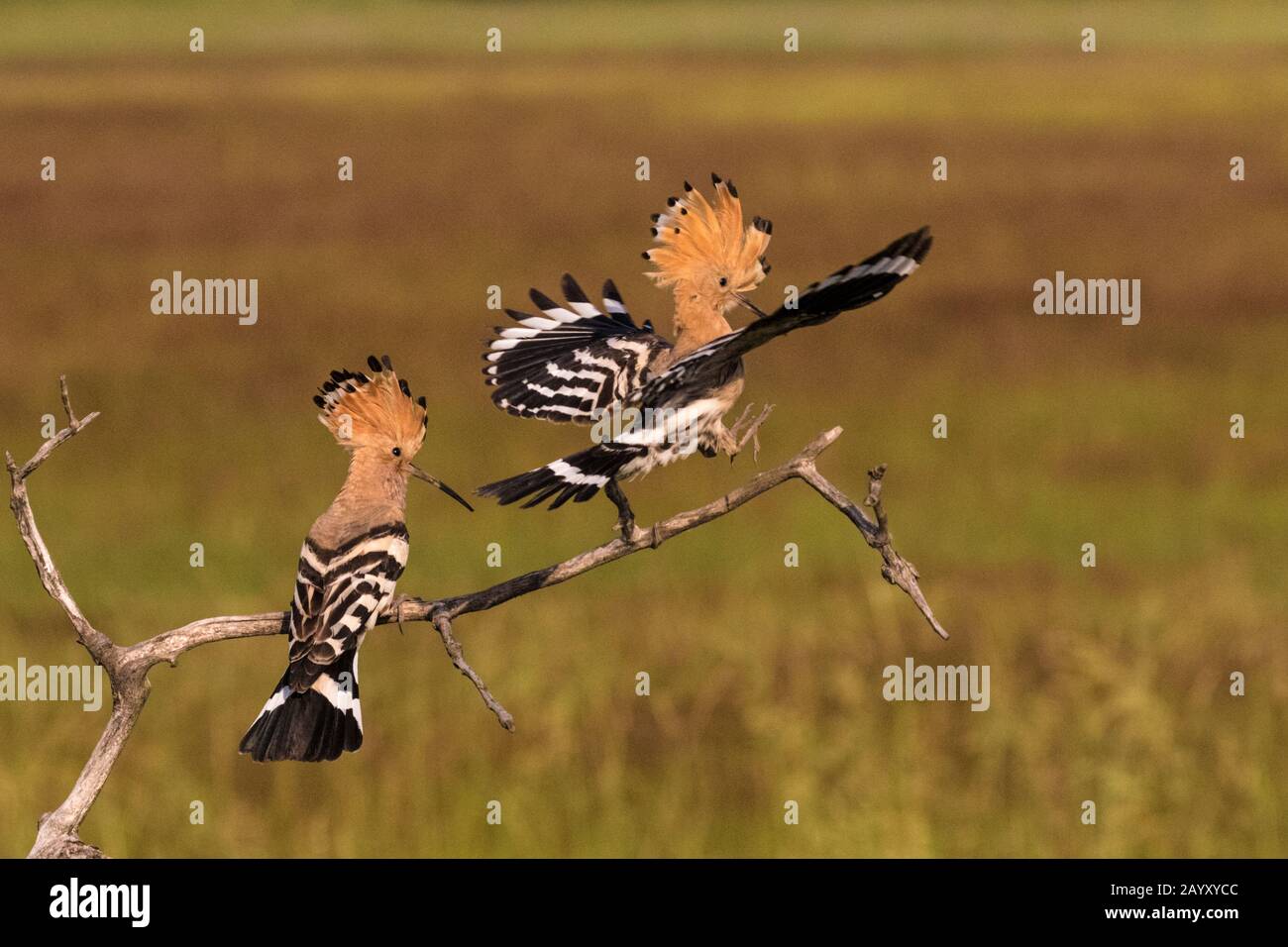 Zwei eurasische Hoops, Upupa-Epops, eine sitzend und eine fliegend und landend in einem alten Baum, Kiskunsági Nemzeti Nationalpark, Ungarn Stockfoto