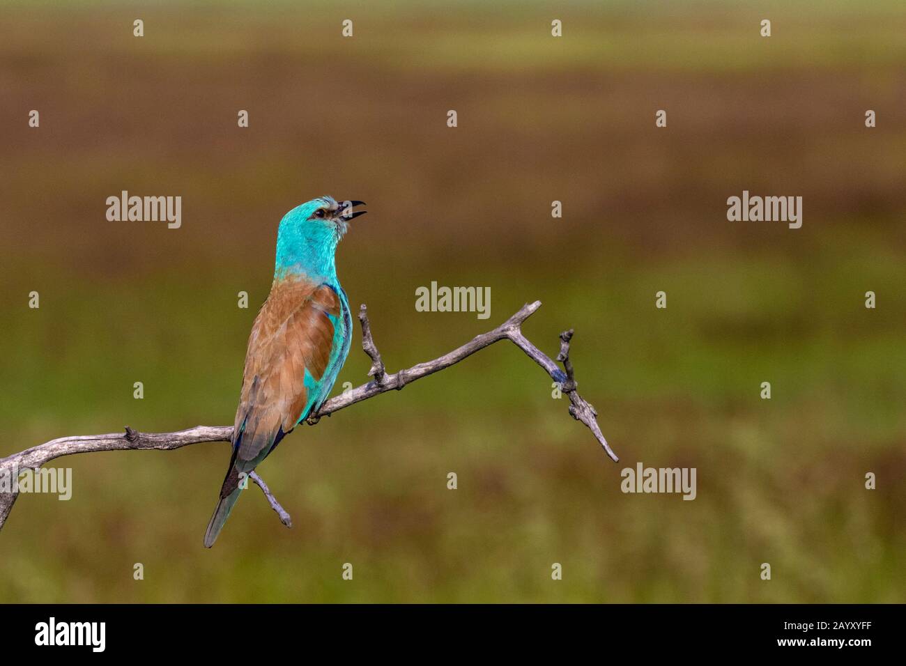 Europäische Walze, Coracias garrulus, in einem alten Baum mit offenem Schnabel sitzend, Kiskunsági Nemzeti Park, Ungarn Stockfoto