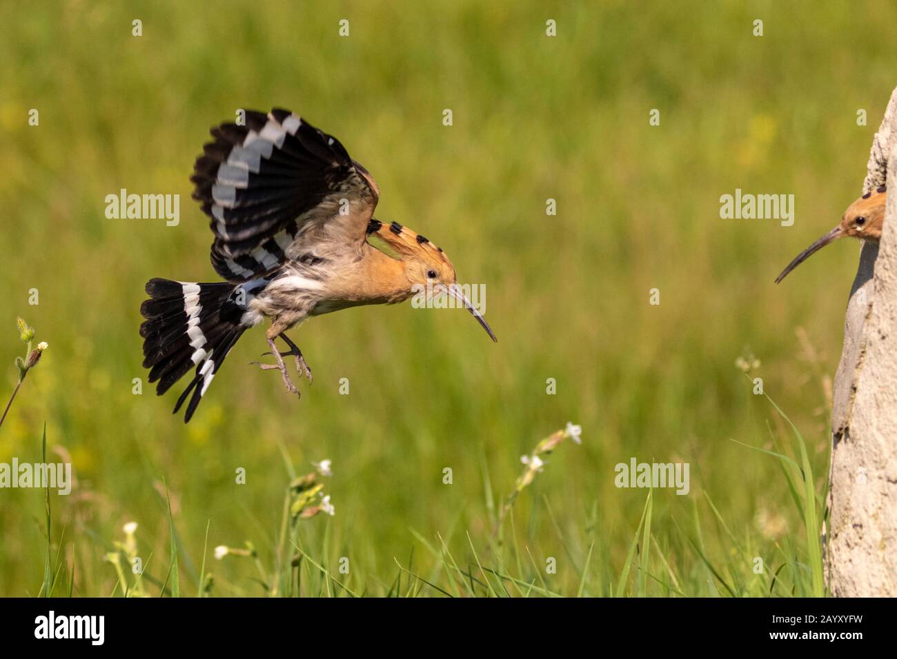 Eurasischer Hopfen, Upupa-Epops, Fliegen, Küken, die aus dem Nest pochten, Kiskunsági Nemzeti Nationalpark, Ungarn Stockfoto