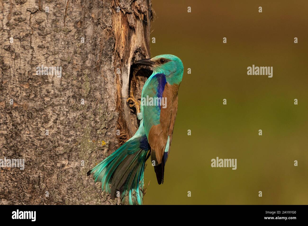 Europäischer Roller, Coracias garrulus, der vor seinem Nest sitzt, Kiskunsági Nemzeti Park, Ungarn Stockfoto