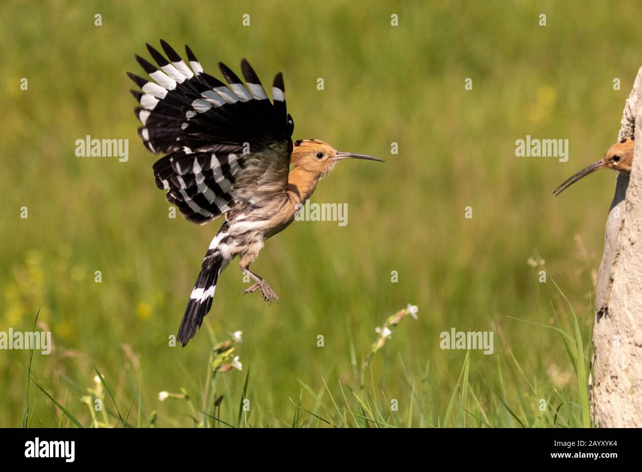 Eurasischer Hopfen, Upupa-Epops, Fliegen, Küken, die aus dem Nest pochten, Kiskunsági Nemzeti Nationalpark, Ungarn Stockfoto