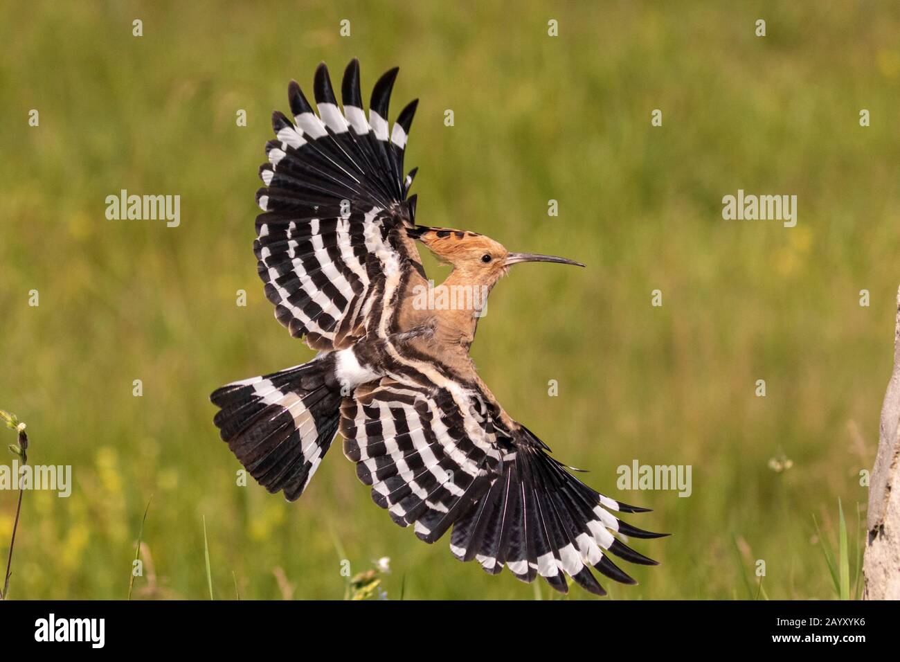 Eurasischer Hoopoe, Upupa-Epops, Flying, Kiskunsági Nemzeti Nationalpark, Ungarn Stockfoto
