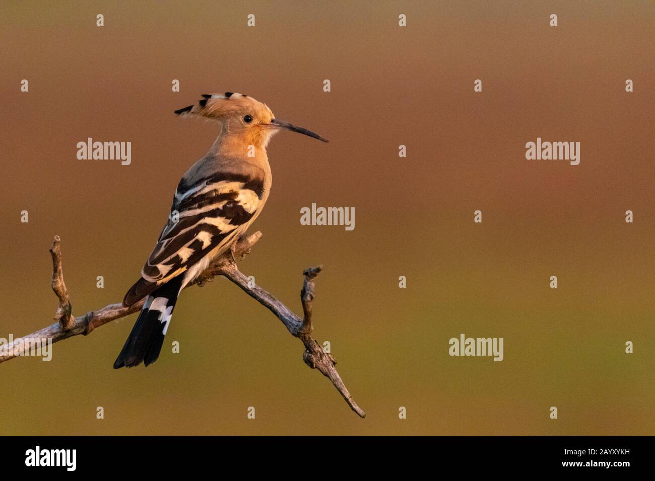 Eurasischer Hoopoe, Upupa-Epops, auf einem Stock sitzend, der sich in Richtung Kamera dreht, Kiskunsági Nemzeti Nationalpark, Ungarn Stockfoto