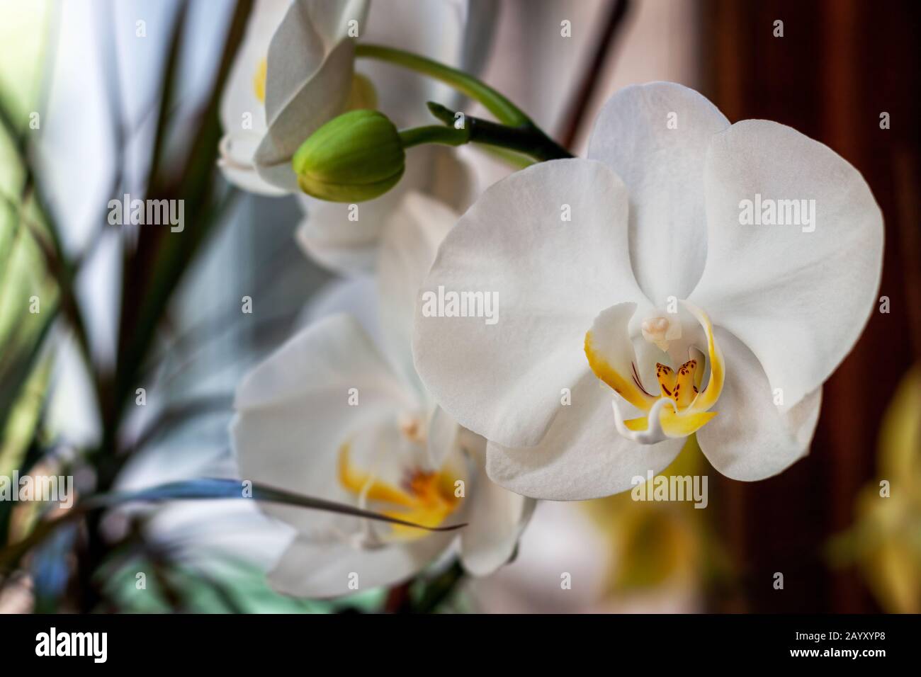 Seidig weiße Orchidee vor dem Fenster Stockfoto