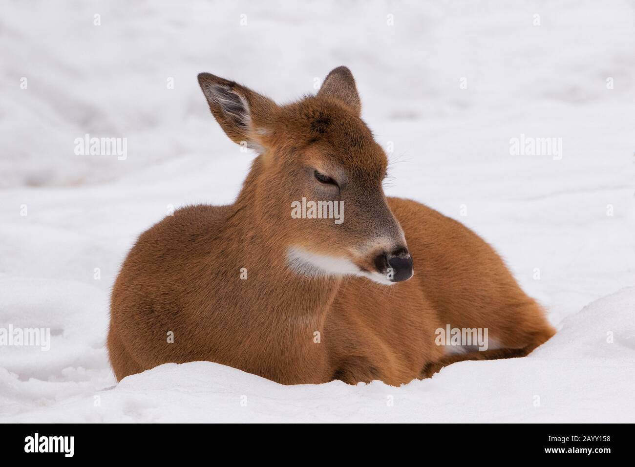 Nahaufnahme von White tailed Deer, der im Schnee ruht Stockfoto