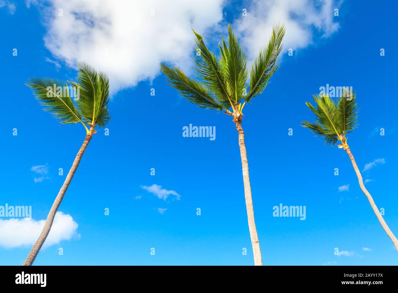Drei Palmen stehen unter blauem bewölktem Himmel, Natur der Dominikanischen republik Stockfoto