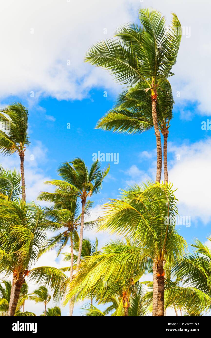 Palmen stehen unter hellblau bewölktem Himmel. Dominikanische republik Natur, vertikaler Fotohintergrund Stockfoto
