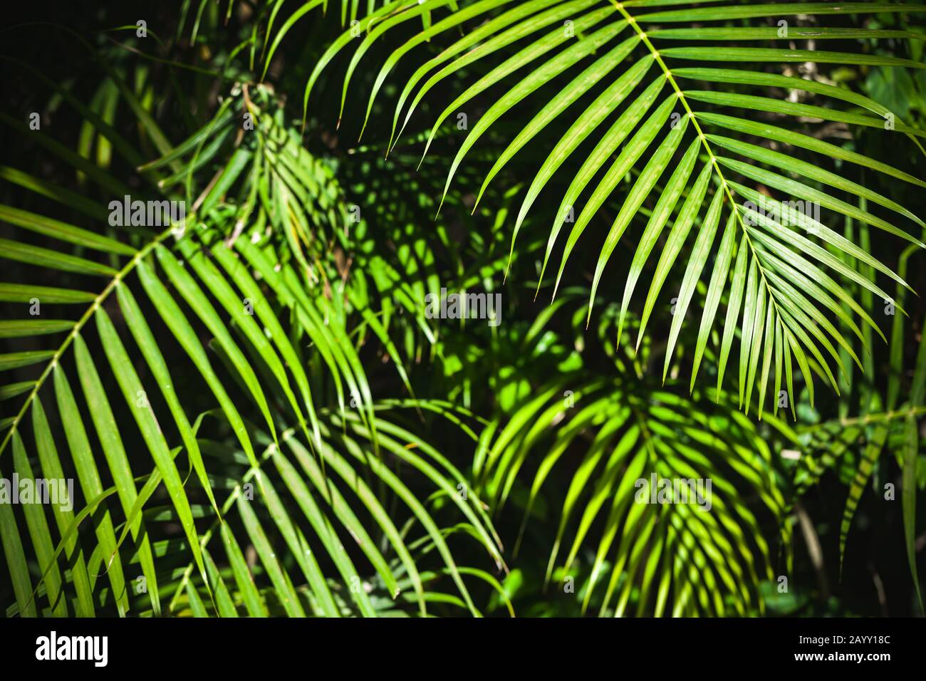 Leuchtend grüne Palmenblätter über dunklem Hintergrund, tropisches Naturfoto Stockfoto