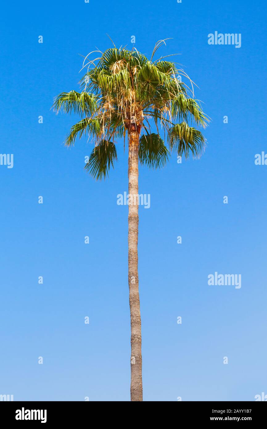 Hohe Palme über blauem Himmel, Dominikanische republik Natur. Vertikales Foto Stockfoto