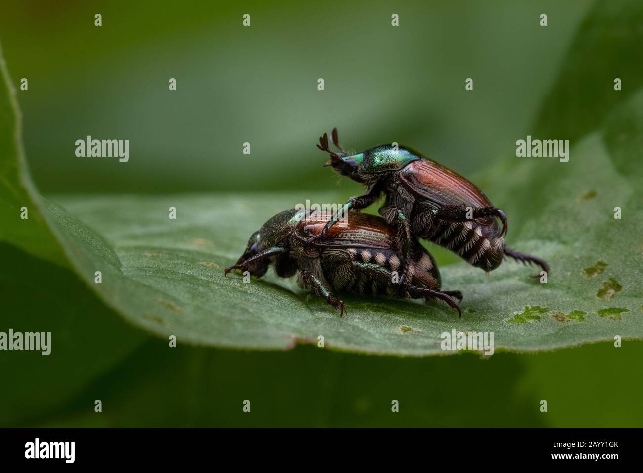 Japanische Käfer Paarungsverhalten nah Stockfoto