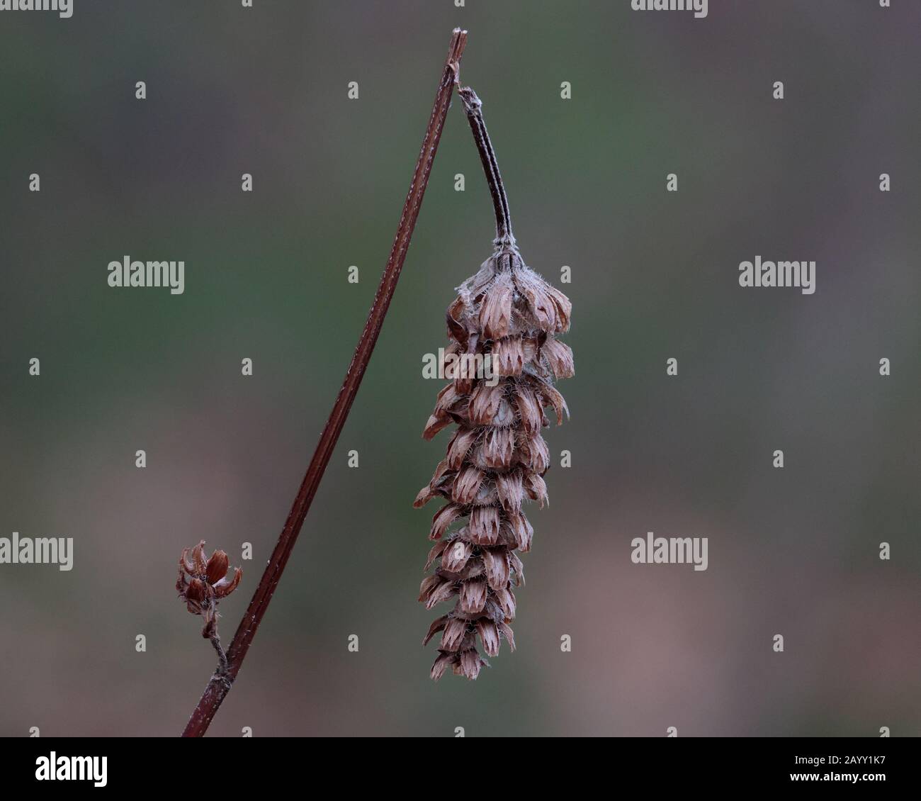 Zerbrochener Pflanzenstamm mit herabhängenden Fruchtpoden Stockfoto