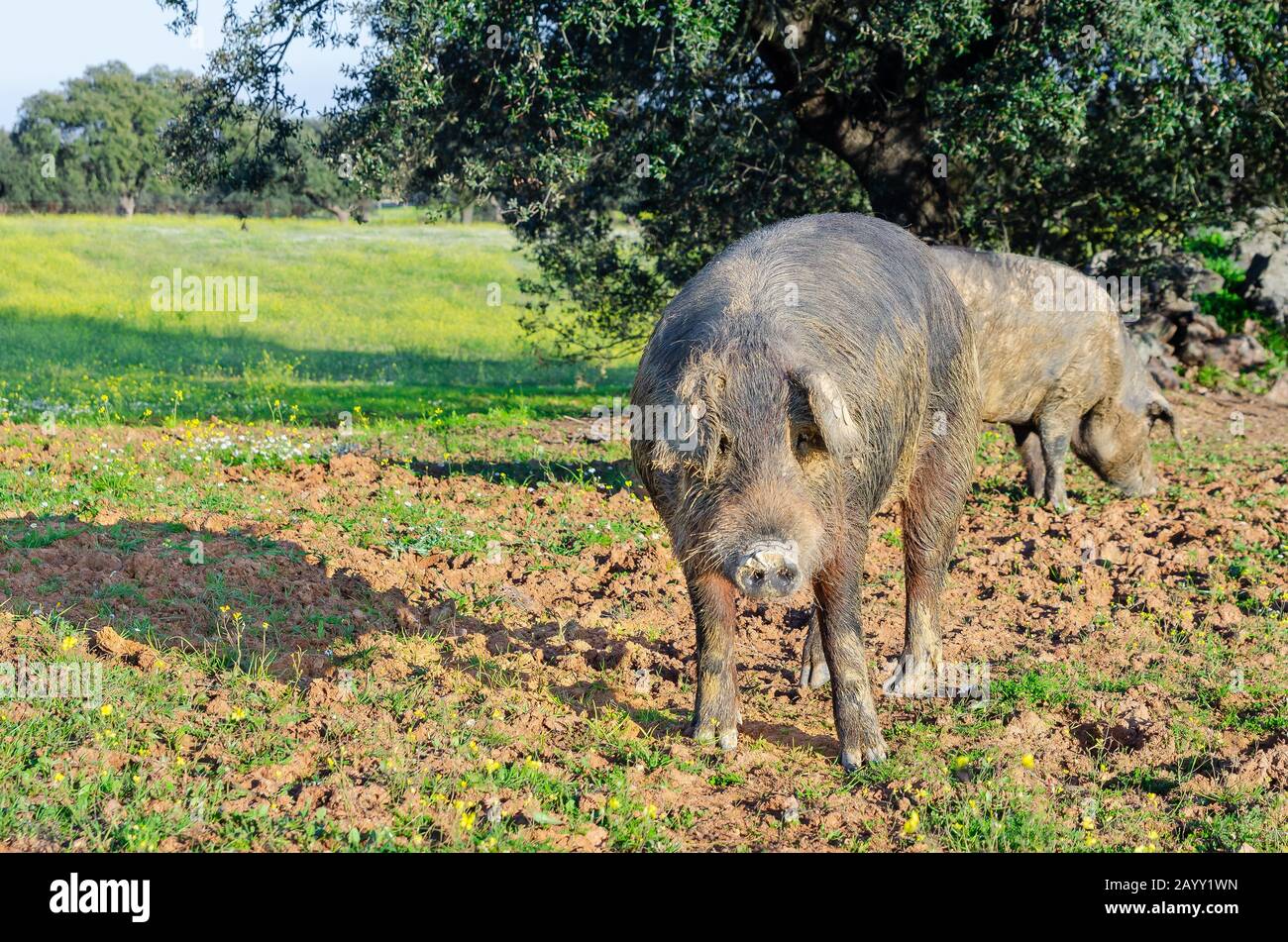 Iberisches Schwein auf der Wiese der Extremadura. Stockfoto
