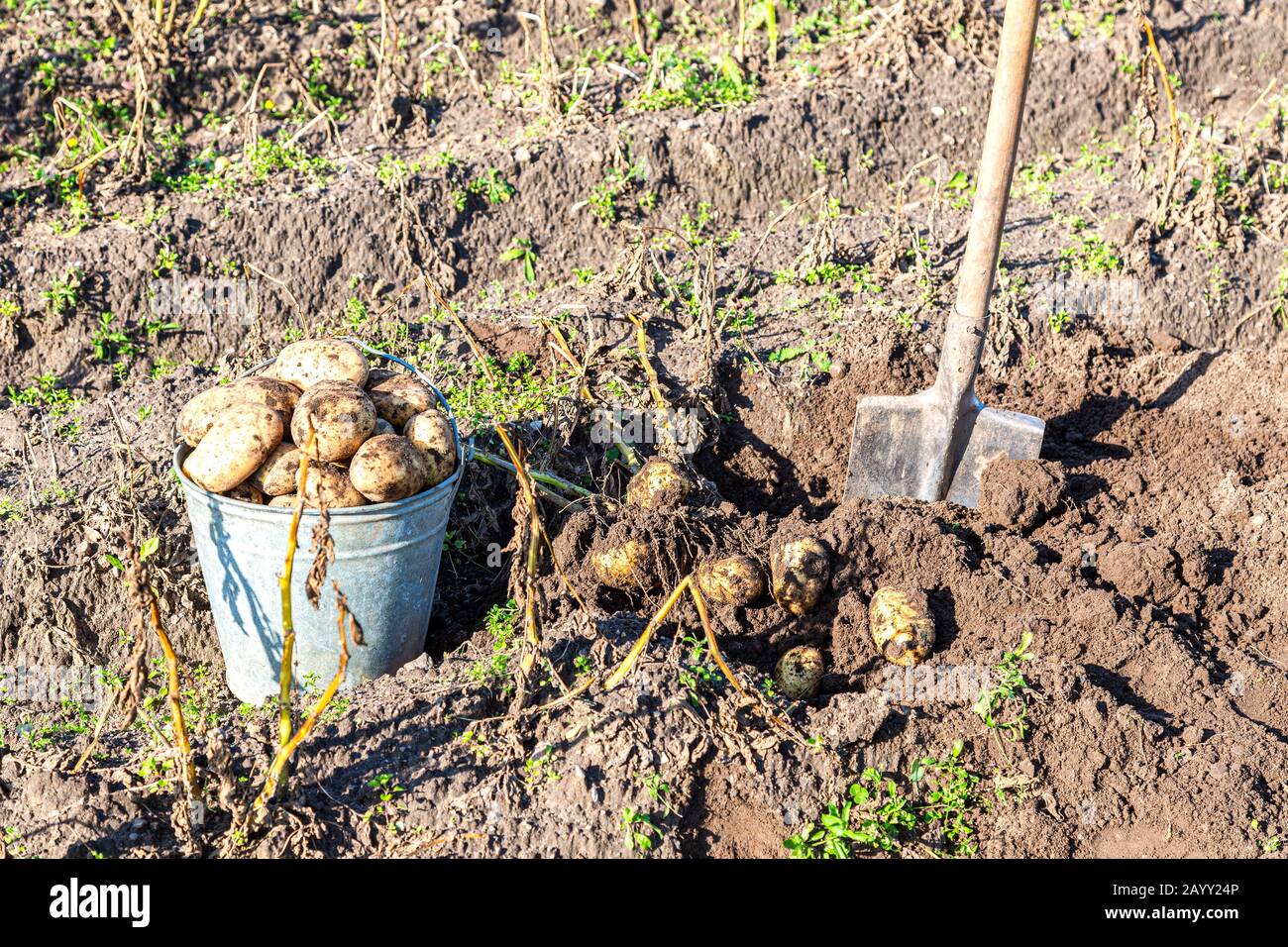 Frisch geerntete Bio-Kartoffeln in Metalleimer und Schaufel im Gemüsegarten. Kartoffeln ernten auf dem Feld Stockfoto
