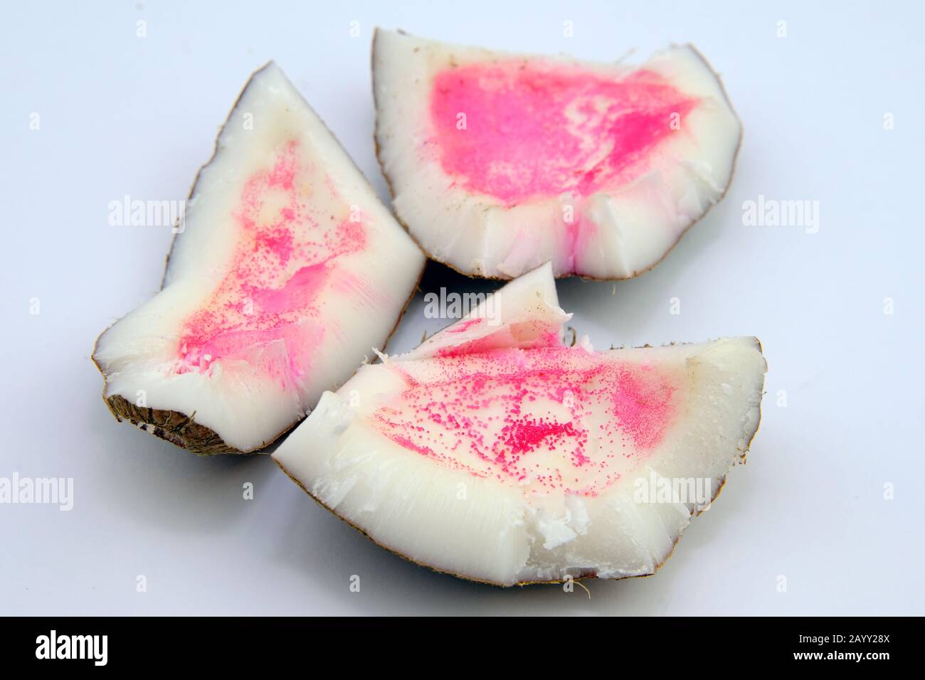 Rosa Flecken auf Kokosnuss. Kokosnuss wurde nach dem Öffnen aufgrund von Polyphenol-Oxidase oder mikrobiellem Angriff rosa. Stockfoto