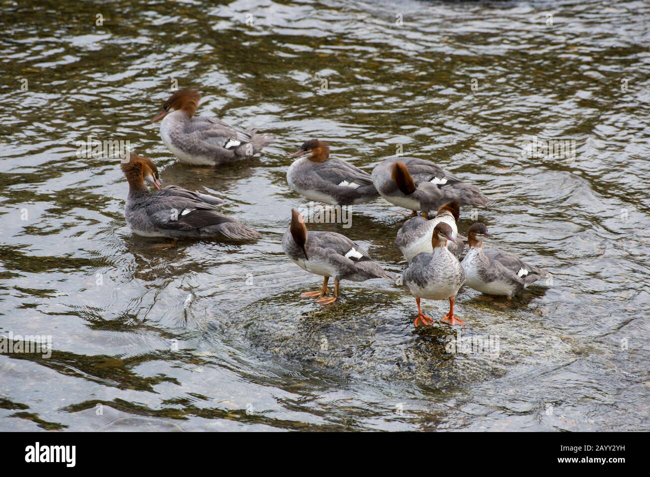 Eine Gruppe häufiger merganser Enten, die Federn an den Brooks Falls im Katmai-Nationalpark und Preserve, Alaska, USA, preening. Stockfoto