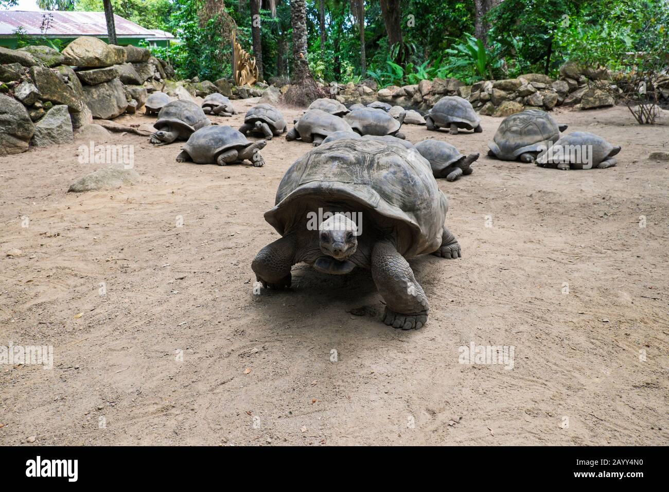 Aldabra-Riesenschildkröten (Aldabrachelys gigantea) im Botanischen Garten Victoria auf Mahe Island, Seychellen Stockfoto
