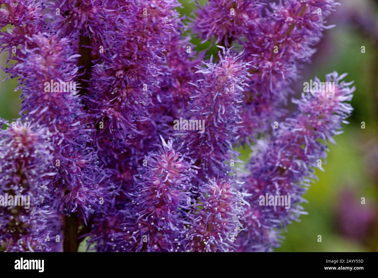 Astylbe ist eine Gattung von 18 Arten rhizomatöser blühender Pflanzen innerhalb der Familie Saxifragaceae, die in Asien und Nordamerika beheimatet ist. Stockfoto