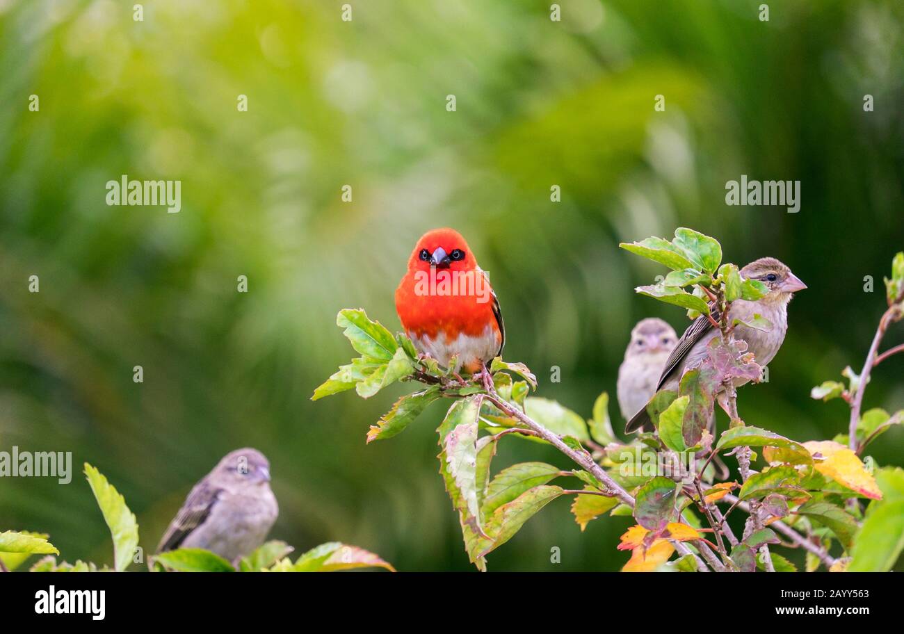 Rotes Fordelmännchen umgeben von Weibchen (Foudia madagascariensis) auf der Insel Praslin, den Seychellen Stockfoto