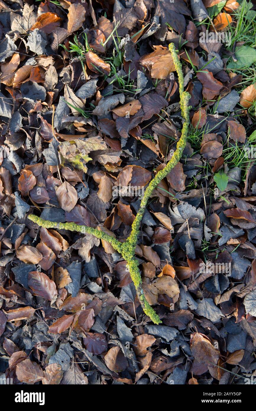 Ein gebrochener Ast, der in Lichen bedeckt ist und auf gefallenen Blättern liegt. Stockfoto
