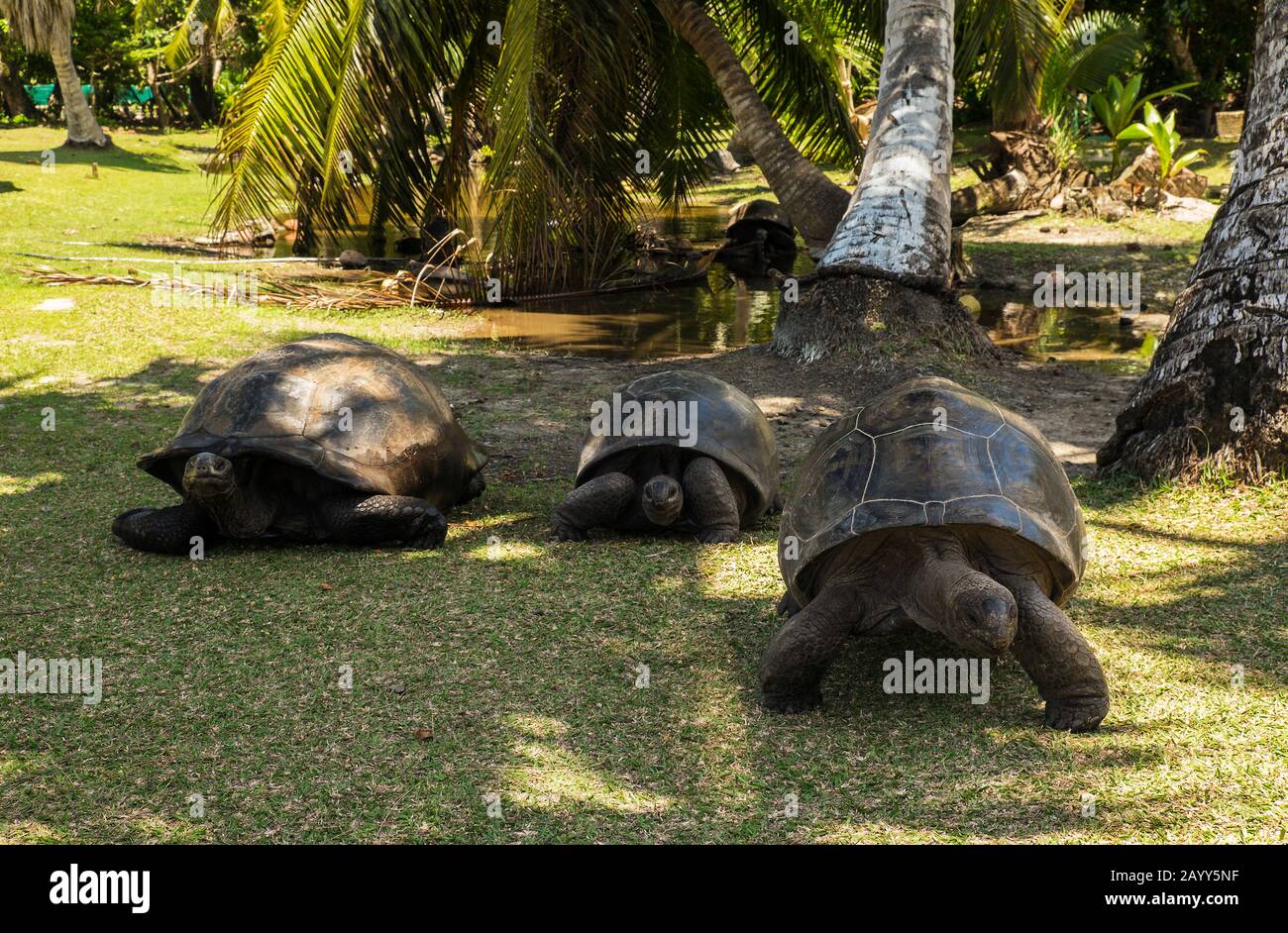 Drei Aldabra-Riesenschildkröten (Aldabrachelys gigantea) auf Curieuse Island, einem geschützten Hafen für die gefährdeten Schildkröten Stockfoto