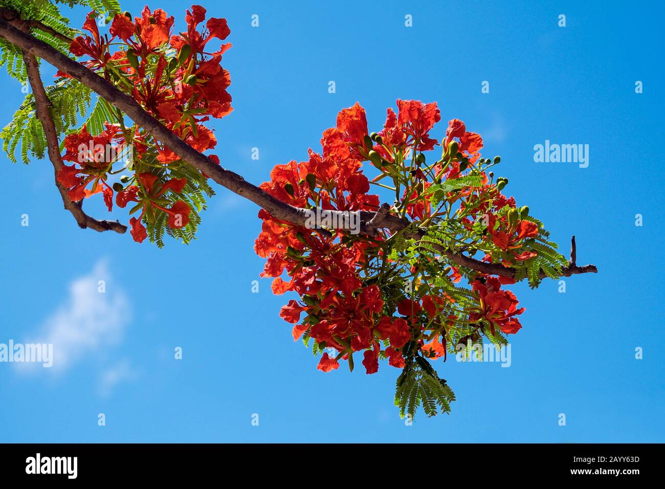 Flammenbaum Blumen (Delonix regia) gegen einen blauen Himmel auf Curieuse Island, Seychellen Stockfoto