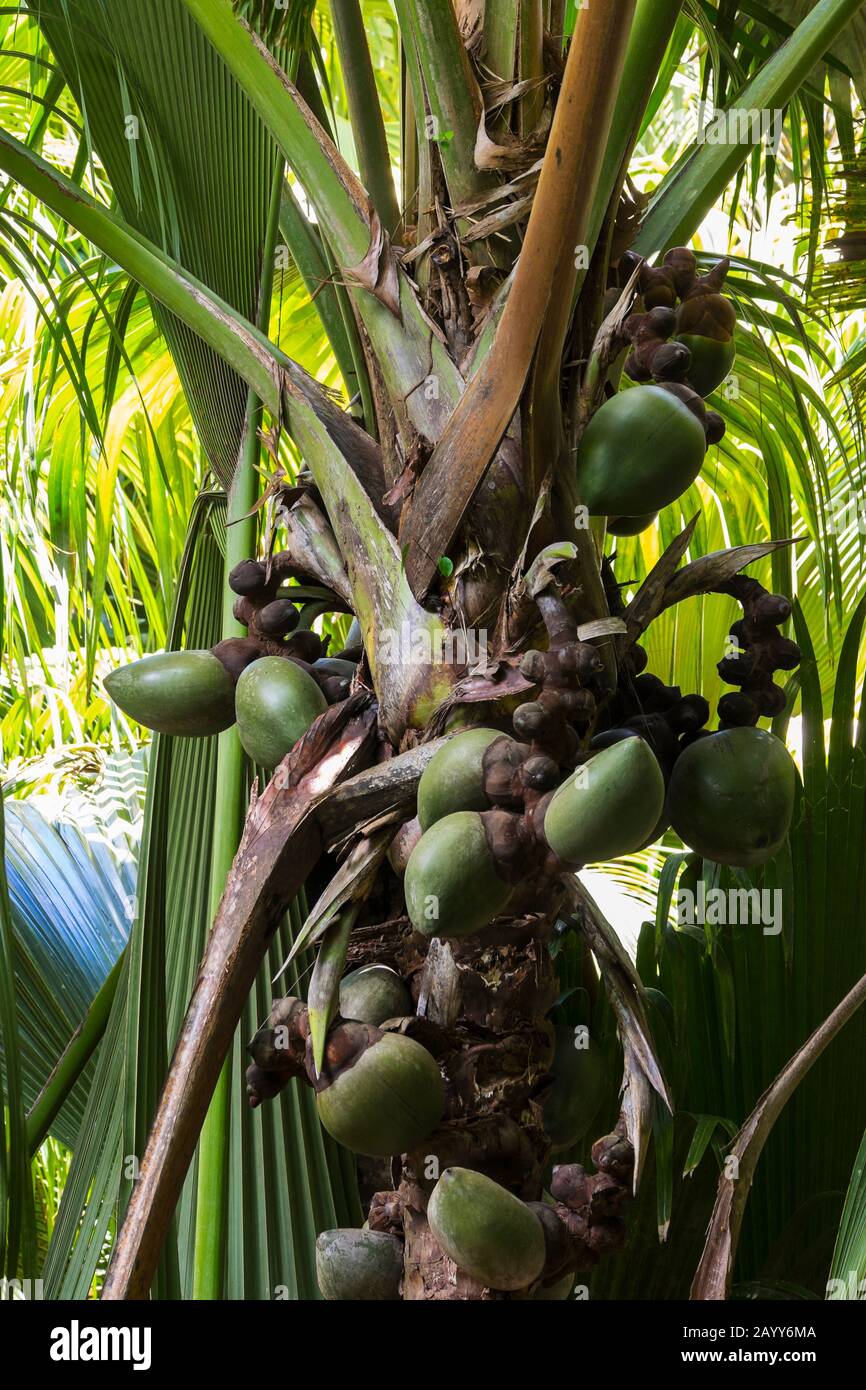 Coco de mer Palm (Lodoicea) mit jungen Kokosnüssen im Welterbe Vallee de Mai, Praslin National Park, Seychellen Stockfoto