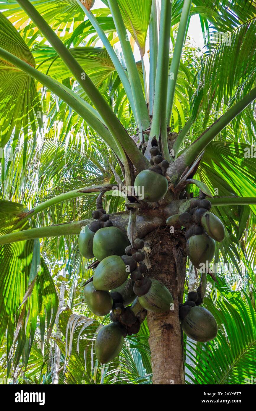 Coco de mer Palm (Lodoicea maldivica) mit jungen Kokosnüssen im Welterbe Vallee de Mai, Praslin National Park, Seychellen Stockfoto
