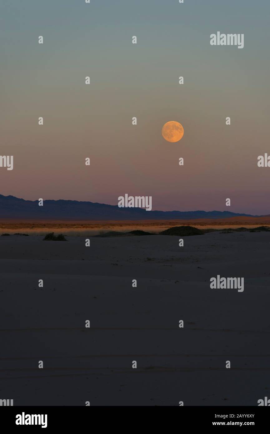 Steigender Vollmond auf den Sanddünen der Hongoryn Els in der Wüste Gobi im Süden der Mongolei. Stockfoto