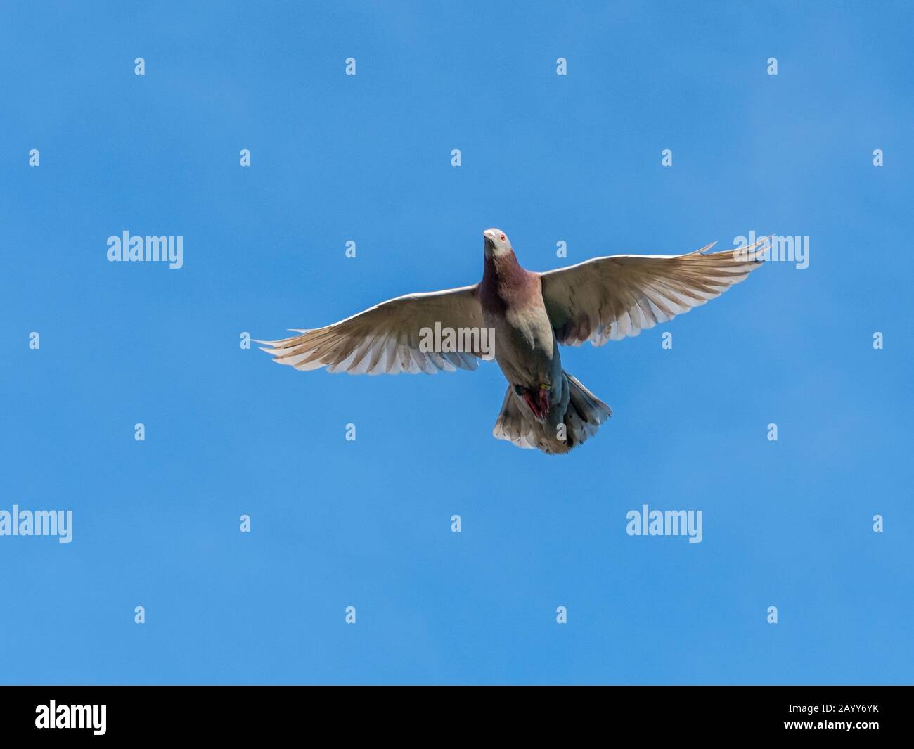 Fliegende Renntaube mit weit geöffneten Flügeln Stockfoto Fliegende Renntaube mit weit geöffneten Flügeln Stockfoto