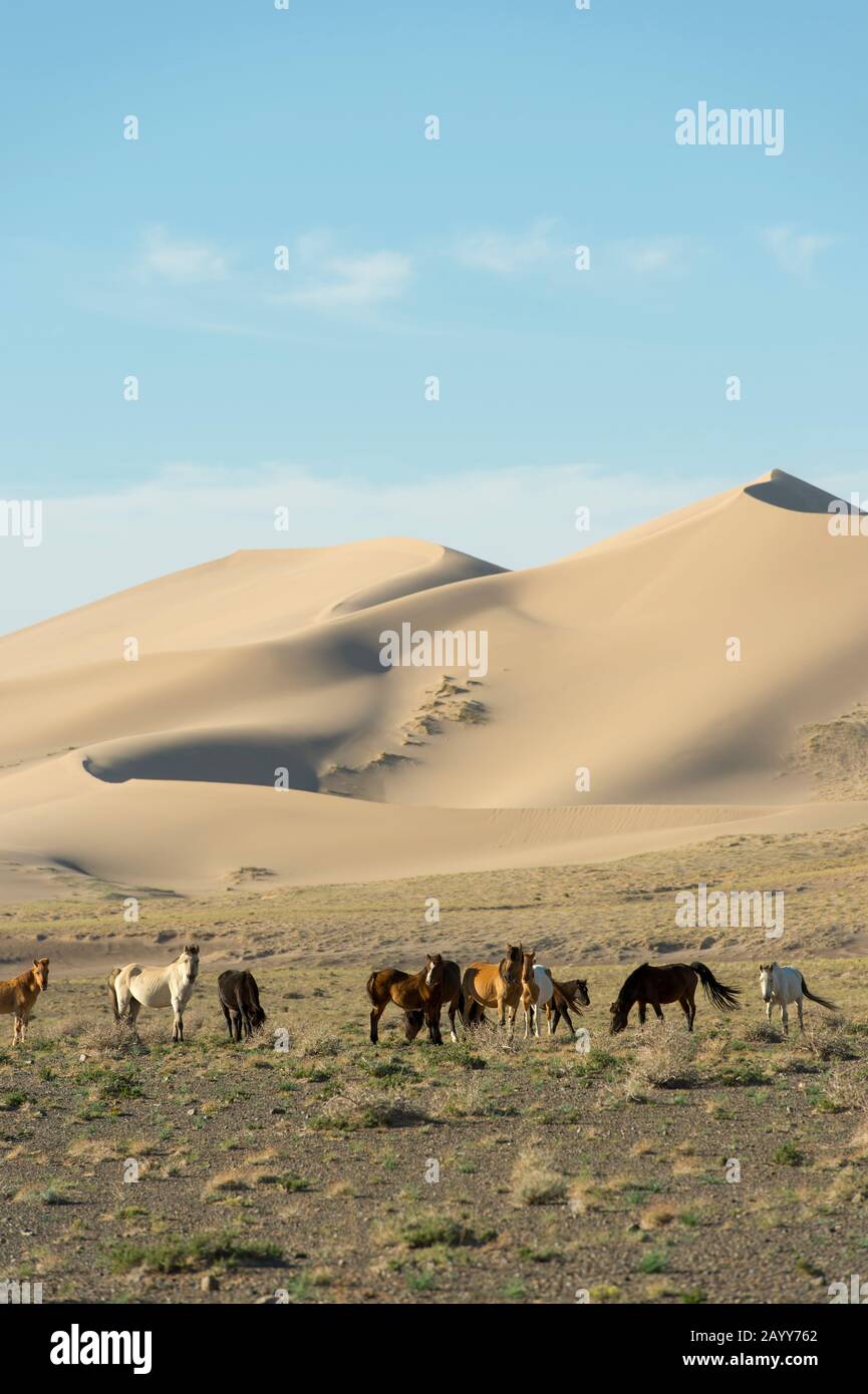 Eine Pferdeherde in den Hongoryn Els Sanddünen in der Wüste Gobi im Süden der Mongolei. Stockfoto