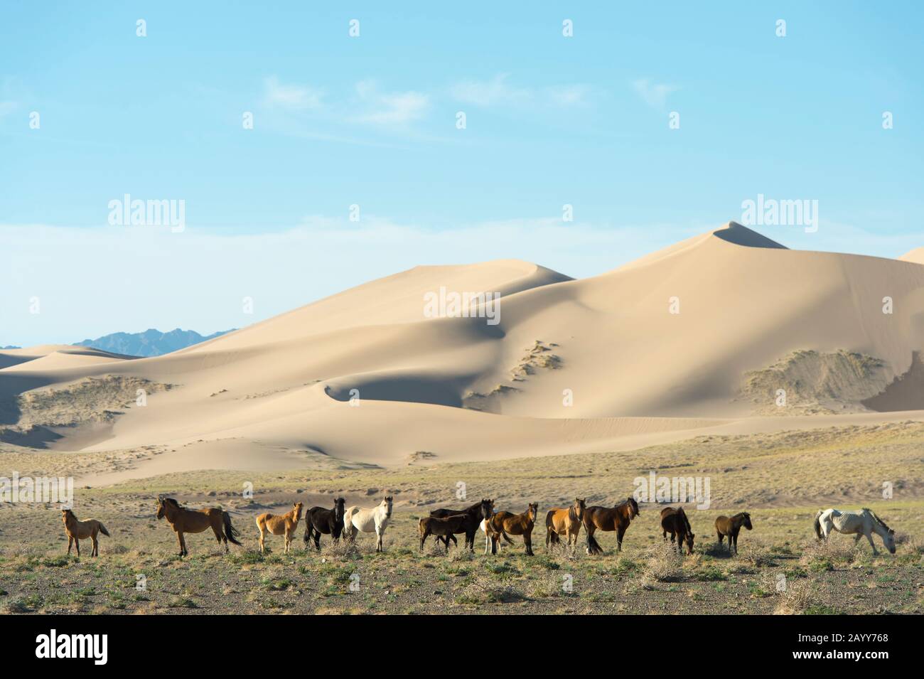 Eine Pferdeherde in den Hongoryn Els Sanddünen in der Wüste Gobi im Süden der Mongolei. Stockfoto