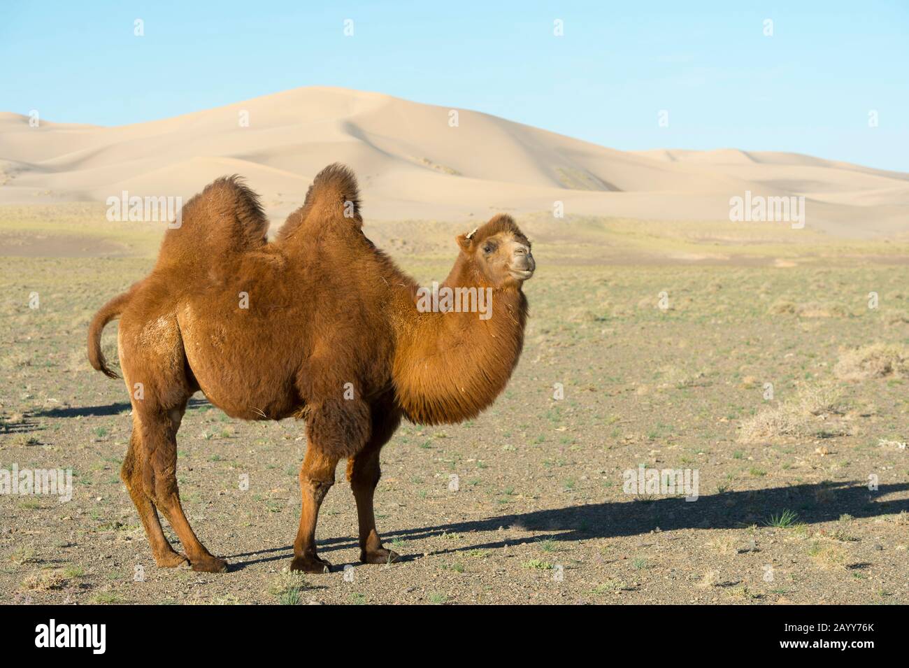 Ein Baktrian-Kamel an den Hongoryn-Els-Sanddünen in der Wüste Gobi im Süden der Mongolei. Stockfoto