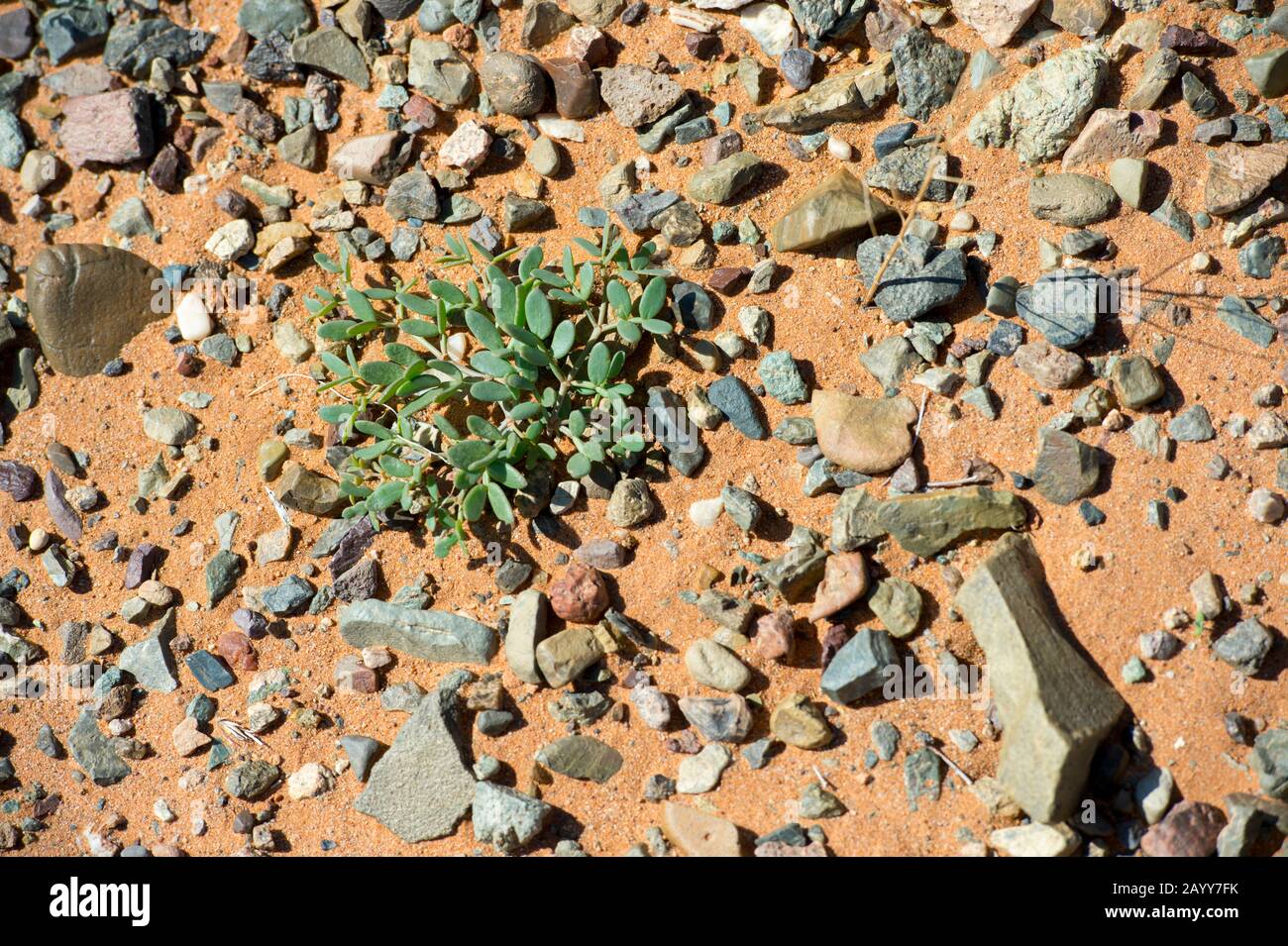 Eine saftige Wüstenpflanze wächst unter trockenen Bedingungen an den Hongoryn-Els-Sanddünen in der Wüste Gobi im Süden der Mongolei. Stockfoto