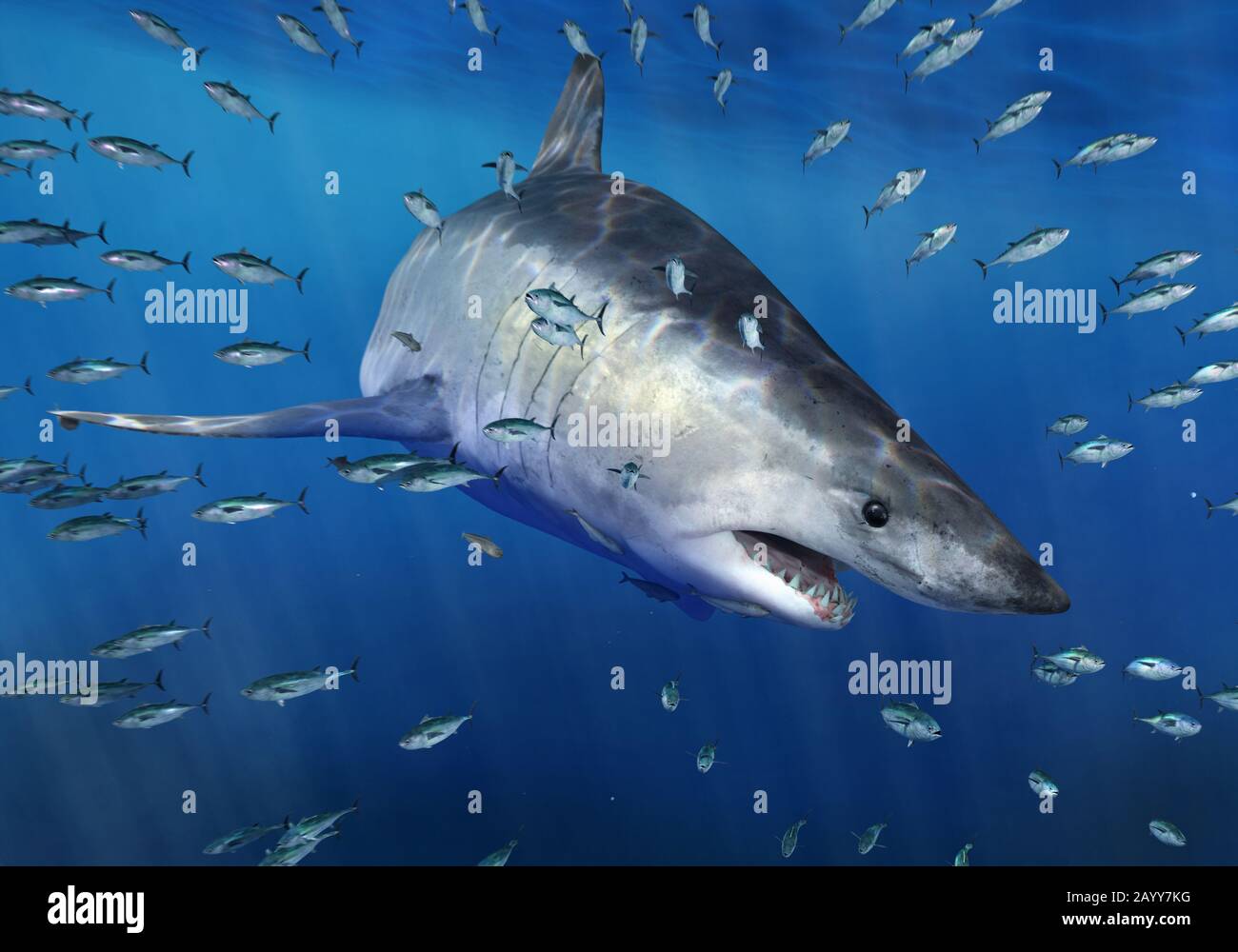 Otodus obliquus, ein riesiger, extinkter Mako-Hai und Vorfahre von megalodon. Der erste der Megatooth-Haie. Stockfoto