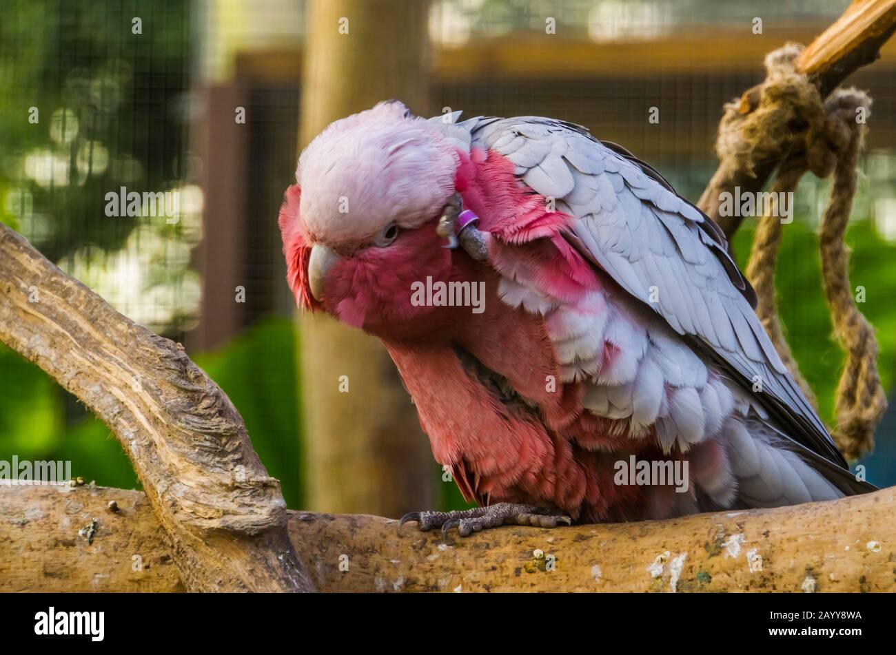 Rosenbrasener Kakadus kratzt den Kopf, tropische Papageienspezialitäten aus Australien Stockfoto