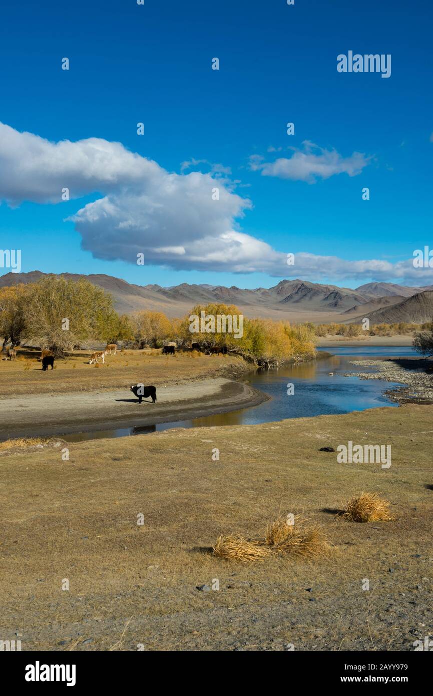 Kühe weiden am Fluss Hovd nahe der Stadt Ulgii (Ölgii) in der Provinz Bayan-Ulgii im Westen der Mongolei. Stockfoto