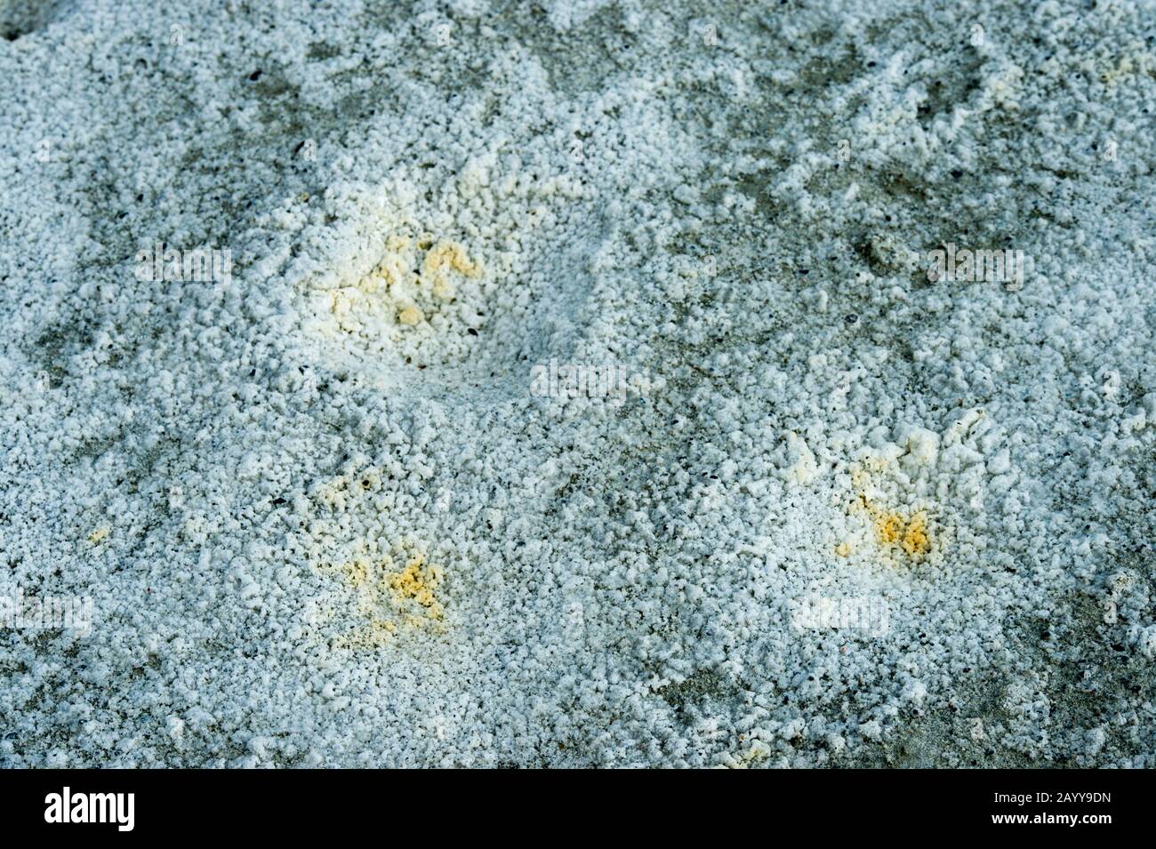 Mineralkristalle bilden sich an einer ausgetrockneten Lagune am Tolbo-See im Altai-Gebirge nahe der Stadt Ulgii (Ölgii) in der Provinz Bayan-Ulgii in west Stockfoto