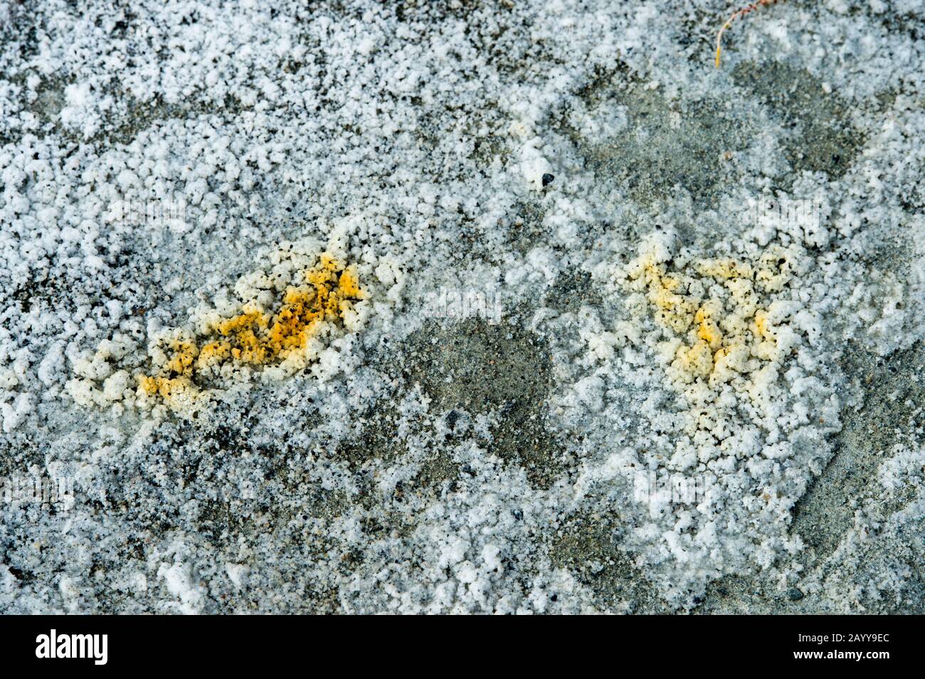 Mineralkristalle bilden sich an einer ausgetrockneten Lagune am Tolbo-See im Altai-Gebirge nahe der Stadt Ulgii (Ölgii) in der Provinz Bayan-Ulgii in west Stockfoto