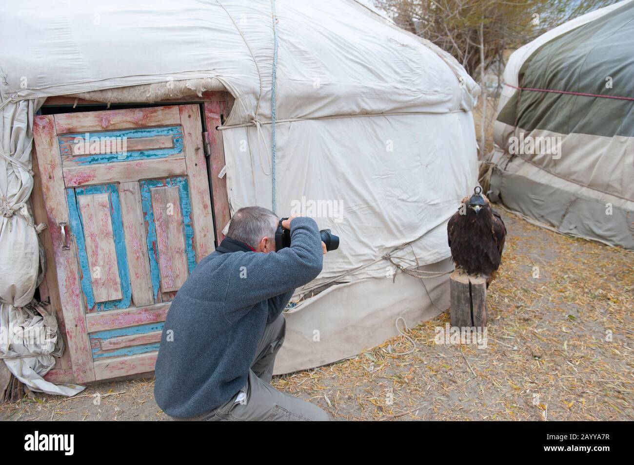 Tourist fotografiert einen goldenen Adler in unserem Lager in der Nähe der Stadt Ulgii (Ölgii) in der Provinz Bayan-Ulgii im Westen der Mongolei. Stockfoto