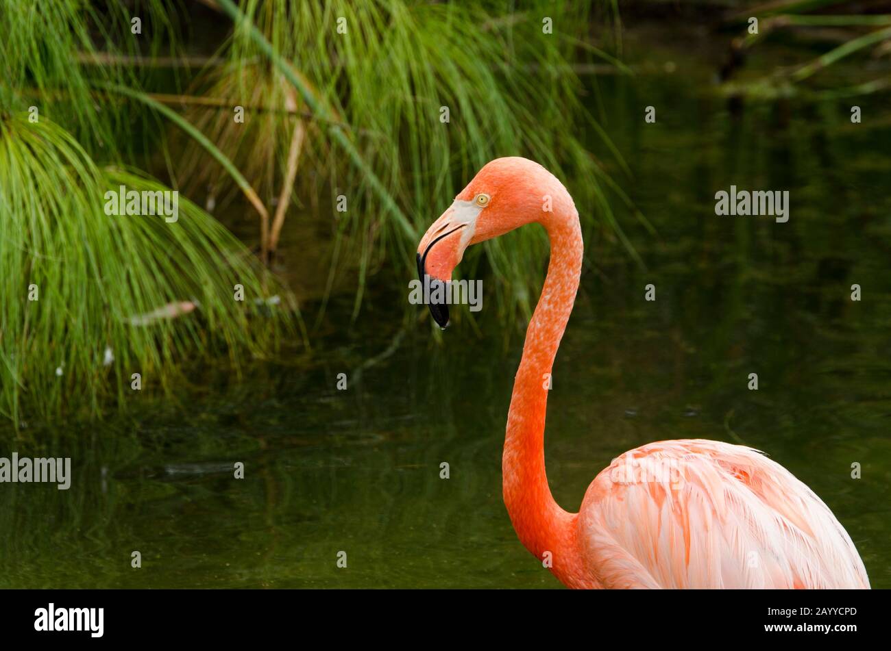 Amerikanischer Flamingo, Phönicopterus ruber, in Gefangenschaft, Temaiken, Buenos Aires, Argentinien Stockfoto
