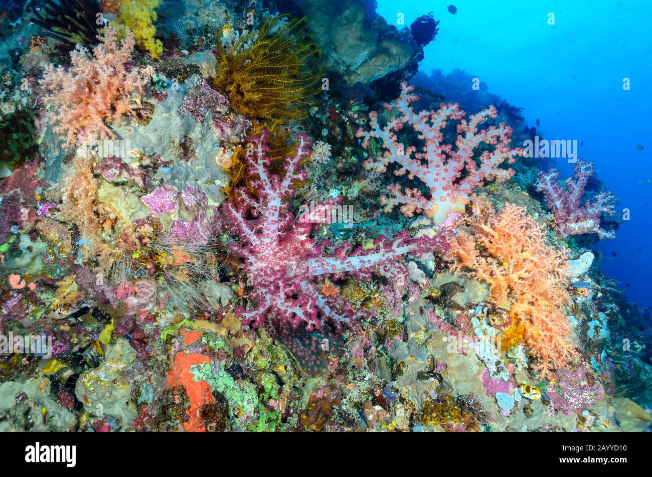 Korallenriffe mit Baumkorallen, Dendronephthya und Scleronephthya sp., Lembeh Strait, North Sulawesi, Indonesien, Pazifik Stockfoto