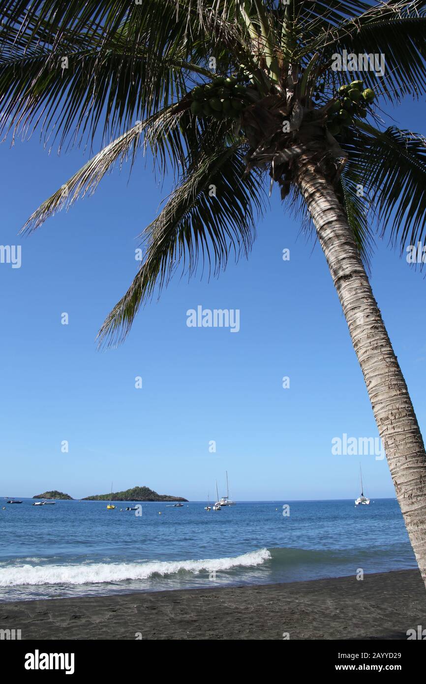 Palm Tree auf schwarzem Sand Malendure Strand auf westliche Basse Terre, Guadeloupe, Französisch Karibik. Stockfoto