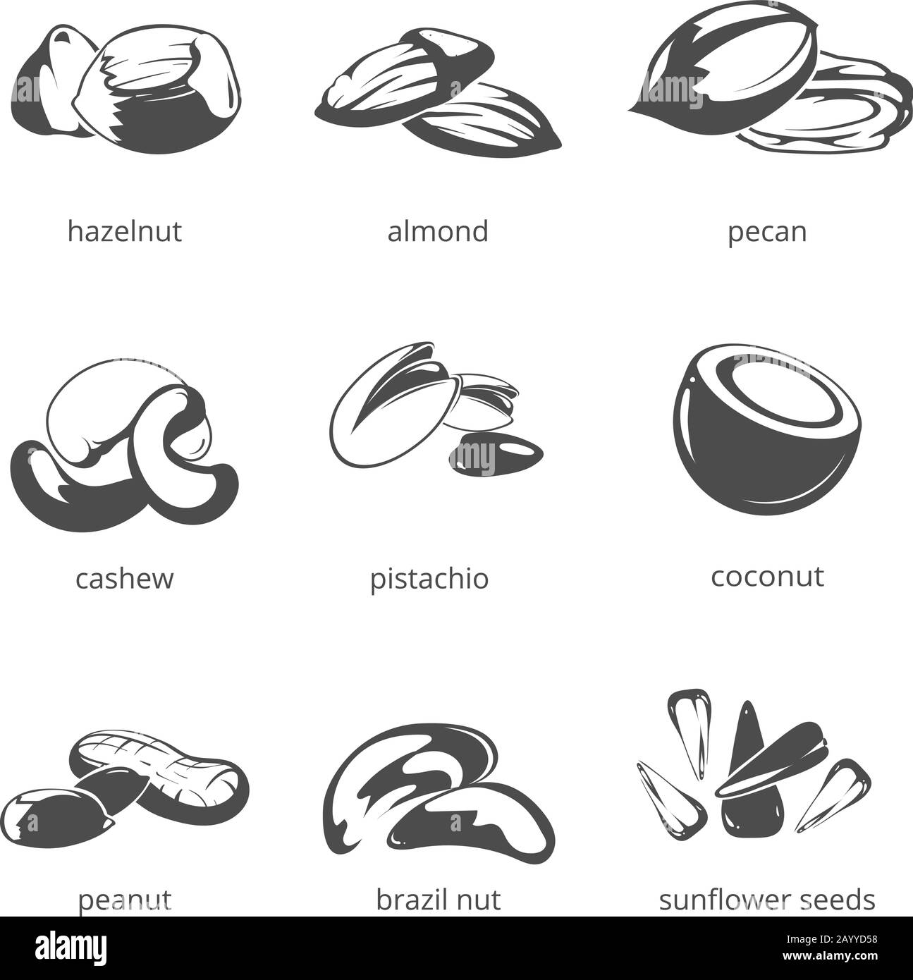 NUTS-Vektorsymbol festgelegt. Naturnüsse für Gesundheit, Haselnuss und Mandel, Pekannuss und Cashew NUTS Illustration Stock Vektor