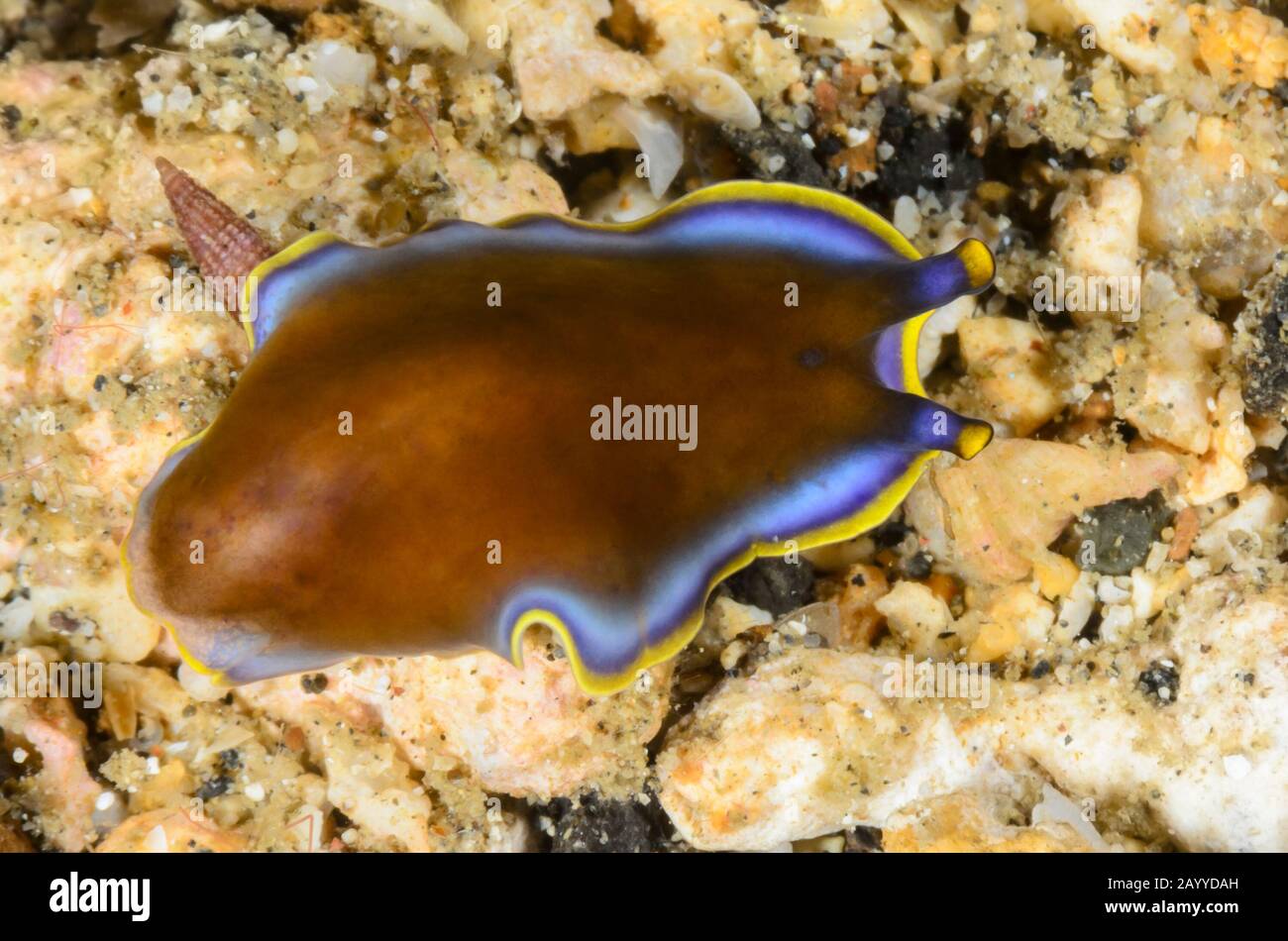 Meeresfladenwurm, Pseudoceros prudhoei, Lembeh Strait, North Sulawesi, Indonesien, Pazifik Stockfoto