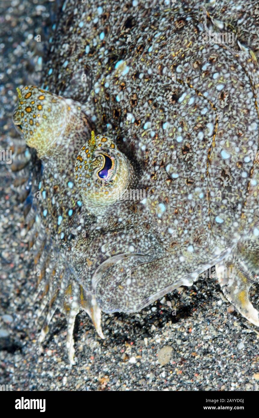 Pfauenflunder, Bothus Pantherinus, Kopfdetails, Lembeh Strait, North Sulawesi, Indonesien, Pazifik Stockfoto