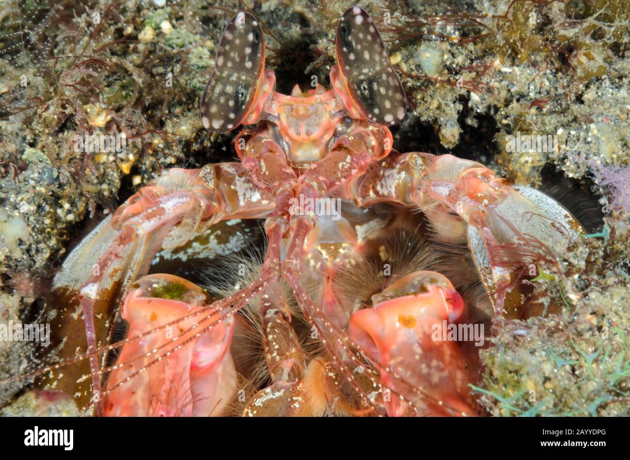 Lysiosquillina lisa, Speer Mantis Shrimp, Lembeh Strait, North Sulawesi, Indonesien, Pazifik Stockfoto