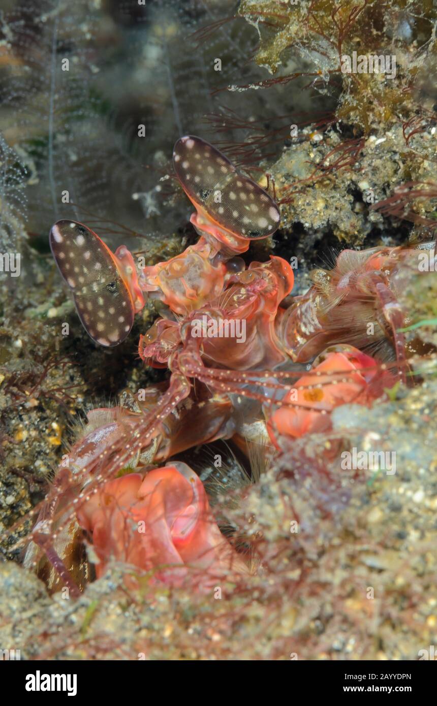Lysiosquillina lisa, Speer Mantis Shrimp, Lembeh Strait, North Sulawesi, Indonesien, Pazifik Stockfoto