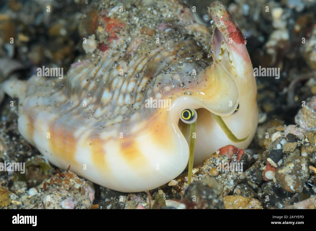 Vomer Conch, Euprotomus vomer, Lembeh Strait, North Sulawesi, Indonesien, Pazifik Stockfoto