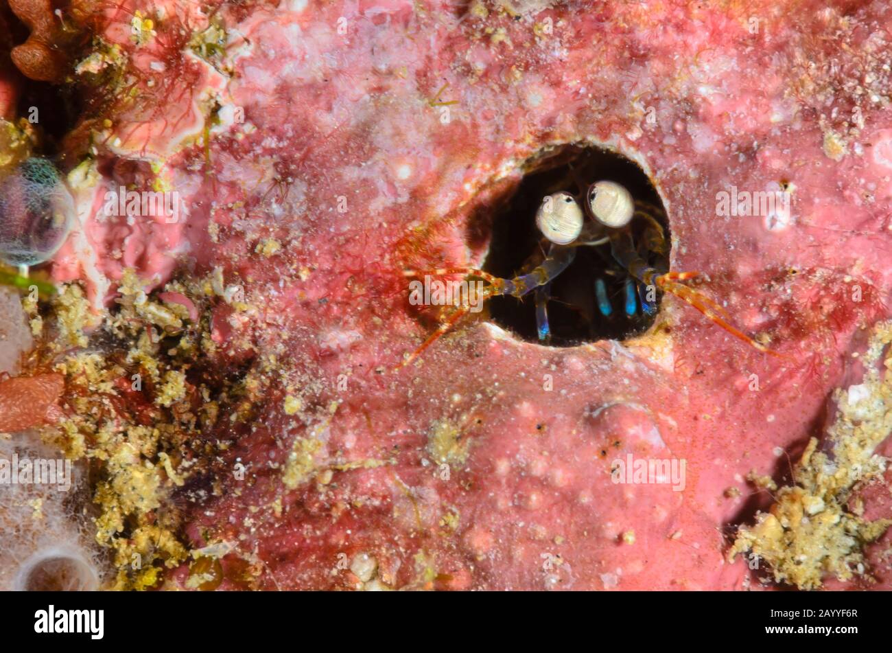 Sprießende Mantis-Garnelen, Haptosquilla trispinosa, Lembeh Strait, Nord-Sulawesi, Indonesien, Pazifik Stockfoto